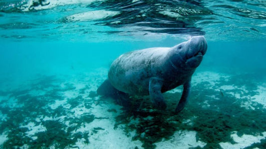 Manatee Swimming Underwater