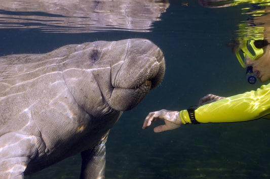 10 Fun Manatee Facts for Kids