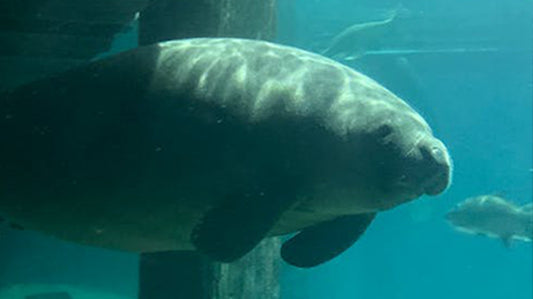 Manatee swimming under a dock