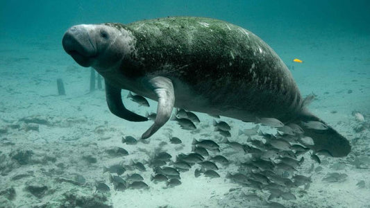Manatee Swimming with Fish