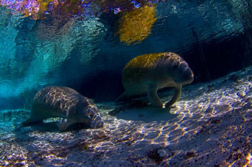 Mother-manatee-and-calf-swimming.jpeg