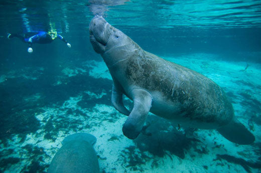 where-do-manatees-live.jpeg