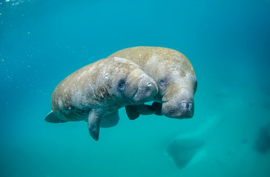 Mother-manatee-and-calf-swimming.jpeg