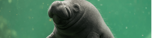 Manatee Face Close-Up Side View