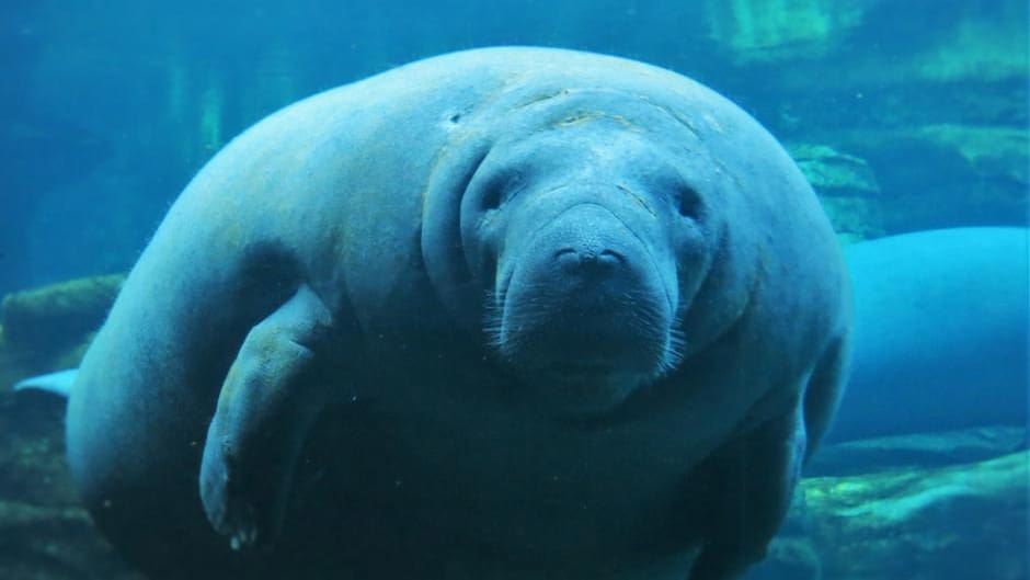 Large Manatee Facing Camera