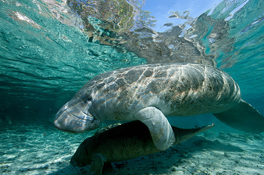 manatee and young.jpeg