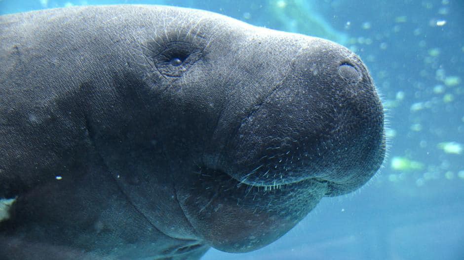 Close up Face of a Manatee