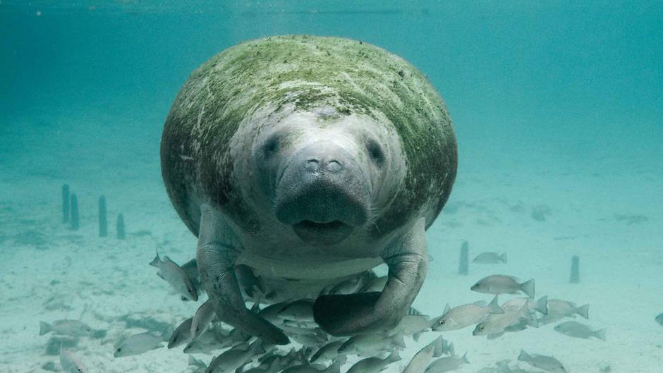 Manatee Looking at Camera