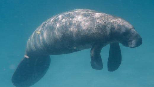 What are the Three Different Types of Manatees?