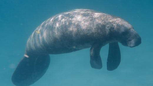 Manatee Floating Underwater