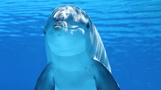 ocean-life.jpeg