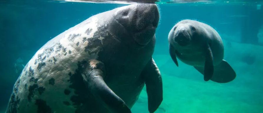 MANATEE T-SHIRTS