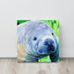 Gentle Soul Manatee Canvas Print